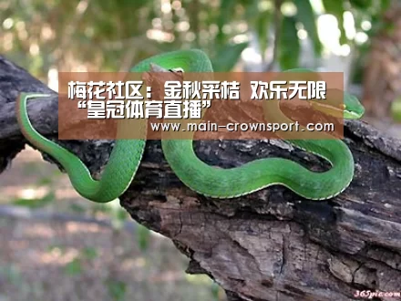 梅花社区:金秋采桔 欢乐无限“皇冠体育直播”(图1) 皇冠体育登录